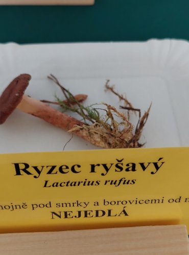 RYZEC RYŠAVÝ (Lactarius rufus)