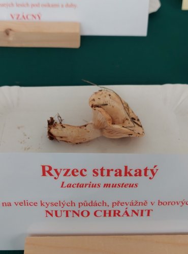 RYZEC STRAKATÝ (Lactarius musteus) zapsán v Červeném seznamu hub (makromycetů) v kategorii EN – ohrožený druh