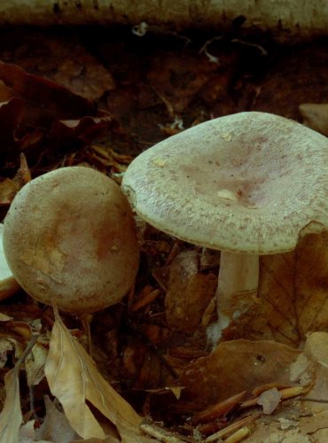 RYZEC ZELENÝ (Lactarius blennius) 