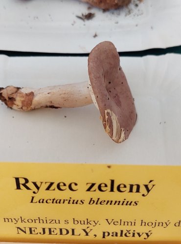 RYZEC ZELENÝ (Lactarius blennius) 