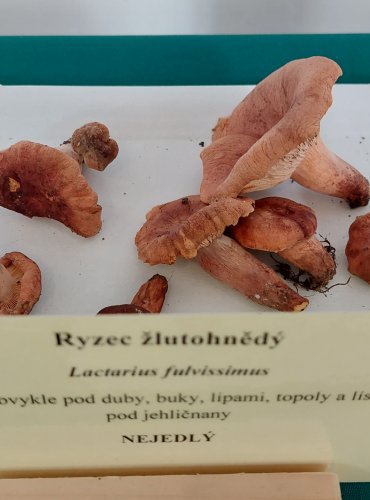 RYZEC ŽLUTOHNĚDÝ (Lactarius fulvissimus) 