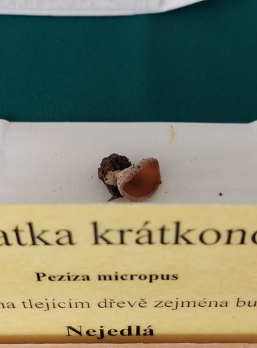 ŘASNATKA KRÁTKONOHÁ (Peziza micropus) 