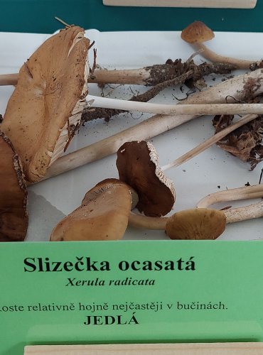 SLIZEČKA OCASATÁ neboli PENÍZOVKA KOŘENUJÍCÍ (Oudemansiella radicata) 