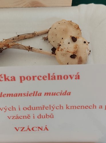 SLIZEČKA PORCELÁNOVÁ (Oudemansiella mucida) 