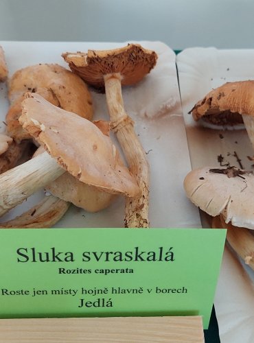 SLUKA SVRASKALÁ (Rozites caperata)