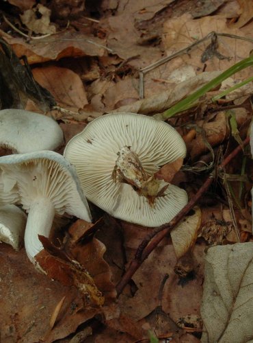 STRMĚLKA ANÝZKA (Clitocybe odora) 