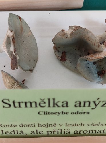 STRMĚLKA ANÝZKA (Clitocybe odora) 