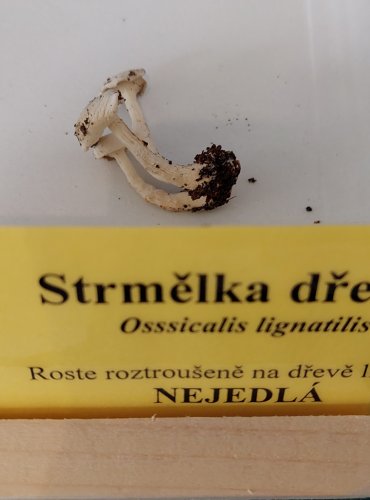 STRMĚLKA DŘEVNÍ (Ossicaulis lignatilis) 