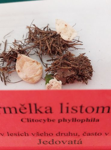 STRMĚLKA LISTOMILNÁ (Clitocybe phyllophila)