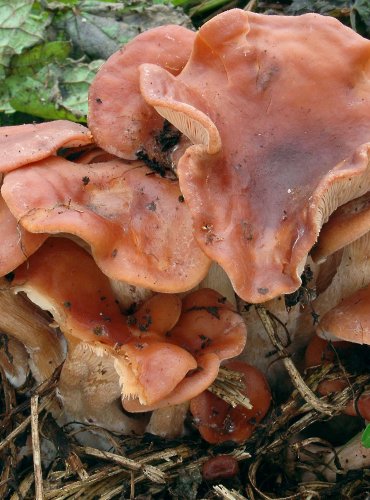 STRMĚLKA PŘEHRNUTÁ (Clitocybe flaccida) 