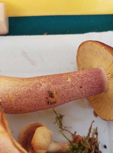 ŠAFRÁNKA ČERVENOŽLUTÁ (Tricholomopsis rutilans)