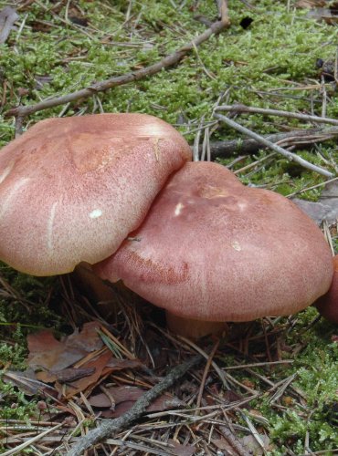 ŠAFRÁNKA ČERVENOŽLUTÁ (Tricholomopsis rutilans)