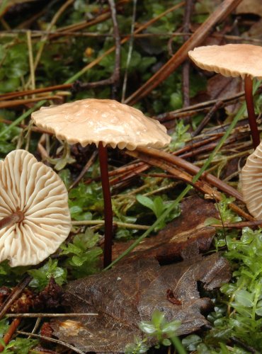 ŠPIČKA ČESNEKOVÁ (Mycetinis scorodonius)