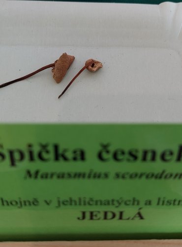 ŠPIČKA ČESNEKOVÁ (Mycetinis scorodonius)