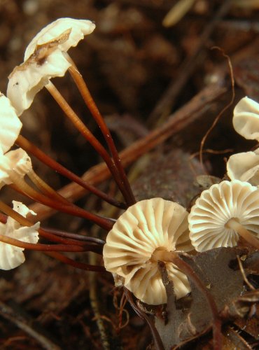 ŠPIČKA KOLOVITÁ (Marasmius rotula) 