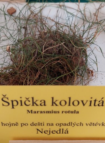 ŠPIČKA KOLOVITÁ (Marasmius rotula) 