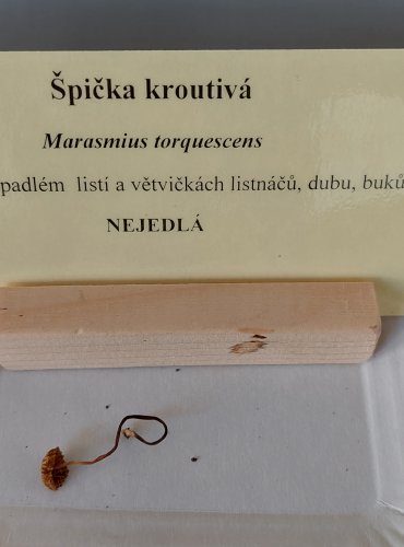 ŠPIČKA KROUTIVÁ (Marasmius torquescens) 