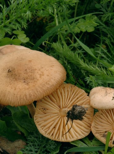 ŠPIČKA OBECNÁ (Marasmius oreades) 