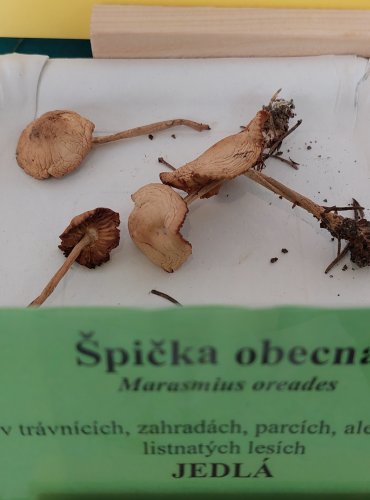 ŠPIČKA OBECNÁ (Marasmius oreades) 