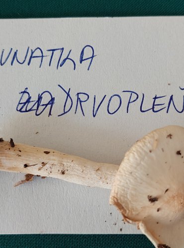 ŠŤAVNATKA DRVOPLEŇOVÁ (Hygrophorus cossus) 