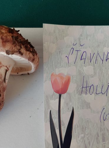 ŠŤAVNATKA HOLUBINKOVÁ (Hygrophorus russula) zapsána v Červeném seznamu hub (makromycetů) České republiky v kategorii EN – ohrožený druh