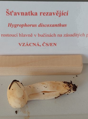 ŠŤAVNATKA REZAVĚJÍCÍ (Hygrophorus discoxanthus) zapsána v Červeném seznamu hub (makromycetů) České republiky v kategorii EN – ohrožený druh