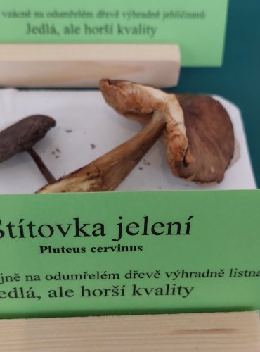 ŠTÍTOVKA JELENÍ (Pluteus cervinus) 