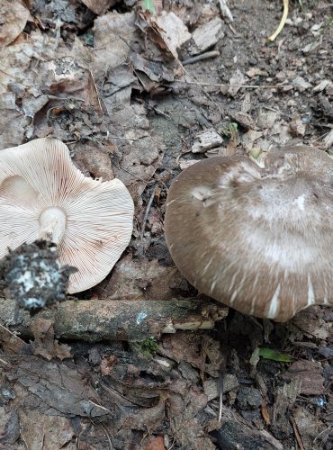 ŠTÍTOVKA JELENÍ (Pluteus cervinus) 