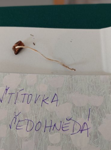 ŠTÍTOVKA ŠEDOHNĚDÁ (Pluteus cinereofuscus) 