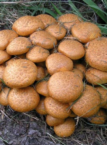 ŠUPINOVKA NÁDHERNÁ (Gymnopilus spectabilis)