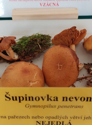 ŠUPINOVKA NEVONNÁ (Gymnopilus penetrans)