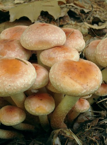 TŘEPENITKA CIHLOVÁ (Hypholoma lateritium) 