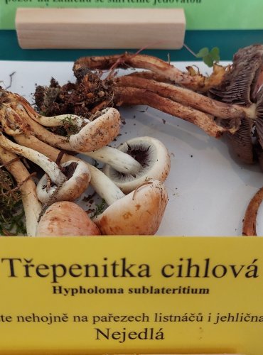 TŘEPENITKA CIHLOVÁ (Hypholoma lateritium) 