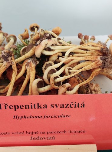 TŘEPENITKA SVAZČITÁ (Hypholoma fasciculare) 