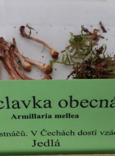 VÁCLAVKA OBECNÁ (Armillaria mellea) 