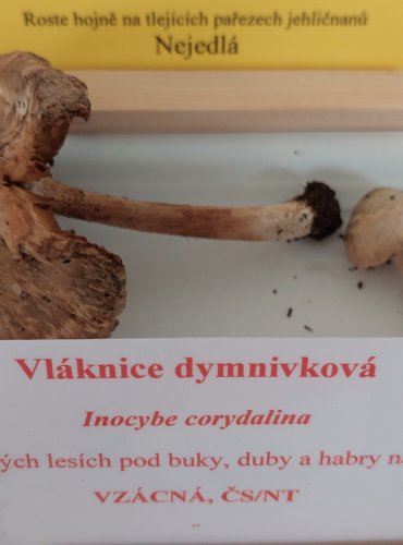 VLÁKNICE DYMNIVKOVÁ (Inocybe corydalina) zapsána v Červeném seznamu hub (makromycetů) České republiky v kategorii NT – téměř ohrožený druh