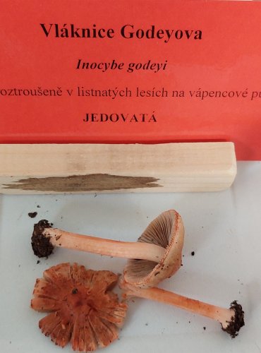 VLÁKNICE GODEYOVA (Inocybe godeyi)