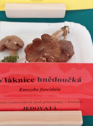 VLÁKNICE HNĚDOUČKÁ (Inocybe fuscidula) 