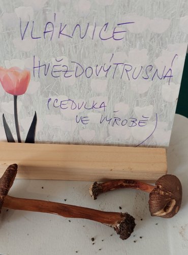 VLÁKNICE HVĚZDOVÝTRUSÁ (Inocybe asterospora)