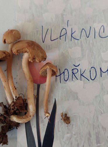 VLÁKNICE HOŘKOMANDLOVÁ (Inocybe hirtella)