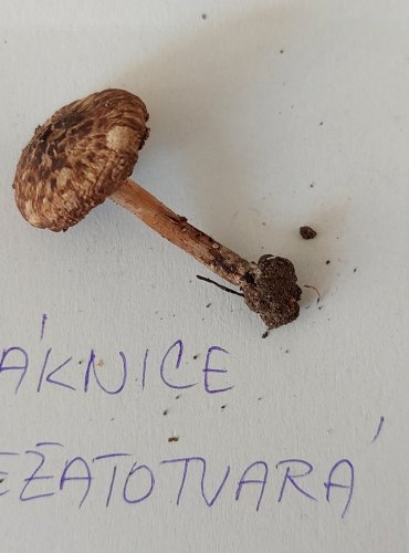 VLÁKNICE JEŽATOTVARÁ (Inocybe erinaceomorpha) 