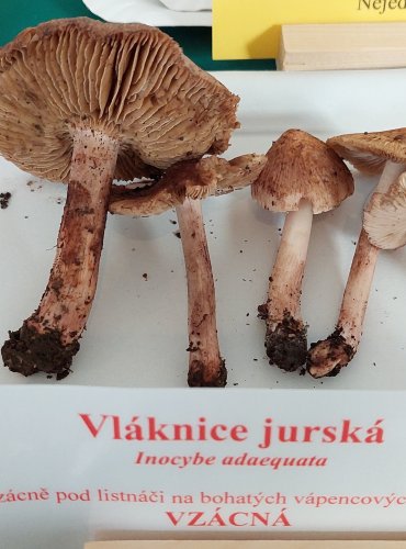 VLÁKNICE JURSKÁ (Inocybe adaequata) zapsán v Červeném seznamu hub (makromycetů) České republiky v kategorii EN – ohrožený druh