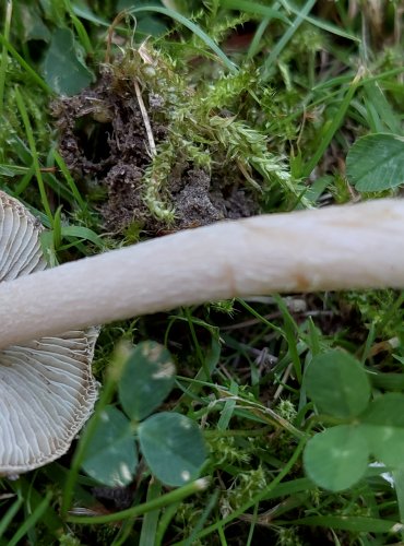 VLÁKNICE KUŽELOVITÁ (Inocybe rimosa) 