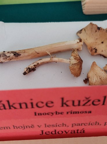 VLÁKNICE KUŽELOVITÁ (Inocybe rimosa) 