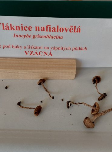 VLÁKNICE NAFIALOVĚLÁ (Inocybe griseolilacina)