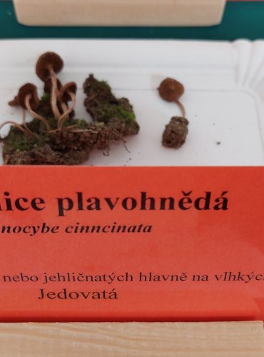 VLÁKNICE PLAVOHNĚDÁ (Inocybe cincinnata) 