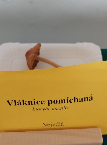 VLÁKNICE POMÍCHANÁ (Inocybe mixtilis) 