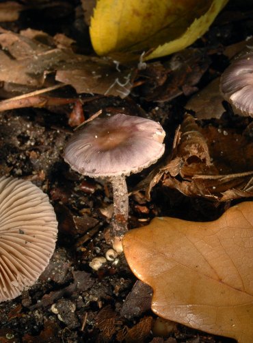 VLÁKNICE ZEMNÍ FIALOVÁ (Inocybe geophylla var. lilacina) 