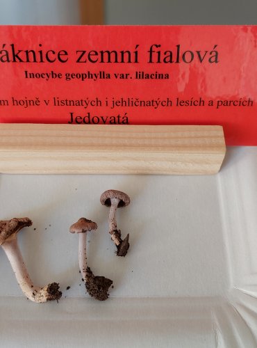 VLÁKNICE ZEMNÍ FIALOVÁ (Inocybe geophylla var. lilacina) 