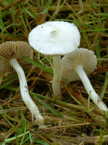 VLÁKNICE ZEMNÍ (Inocybe geophylla) 